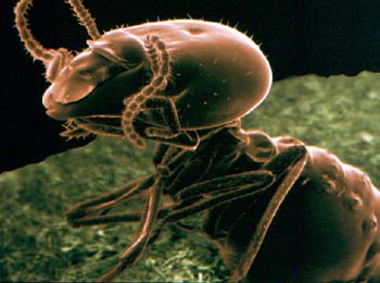 termites-1